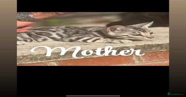 Bengal cats - Advert 10