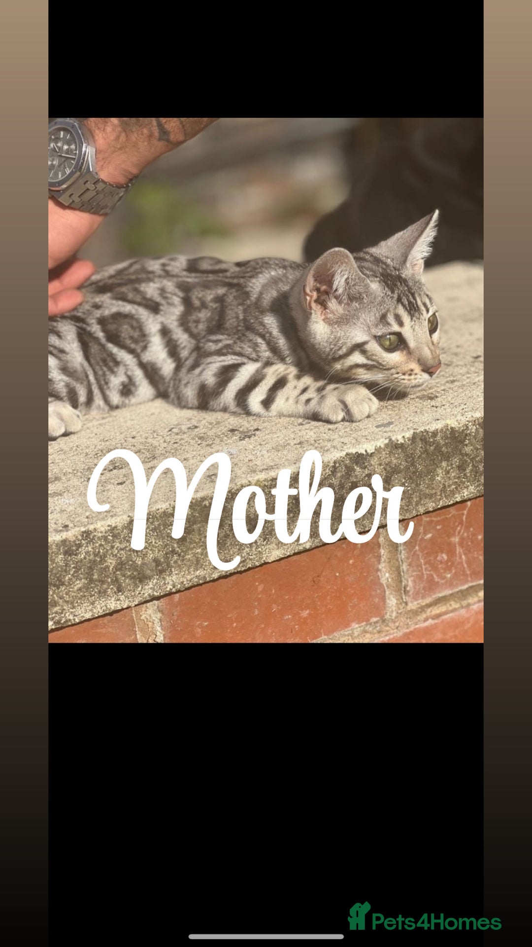Bengal cats for sale: 1silver female  bengal 1charcoal male bengal pure - Image 3