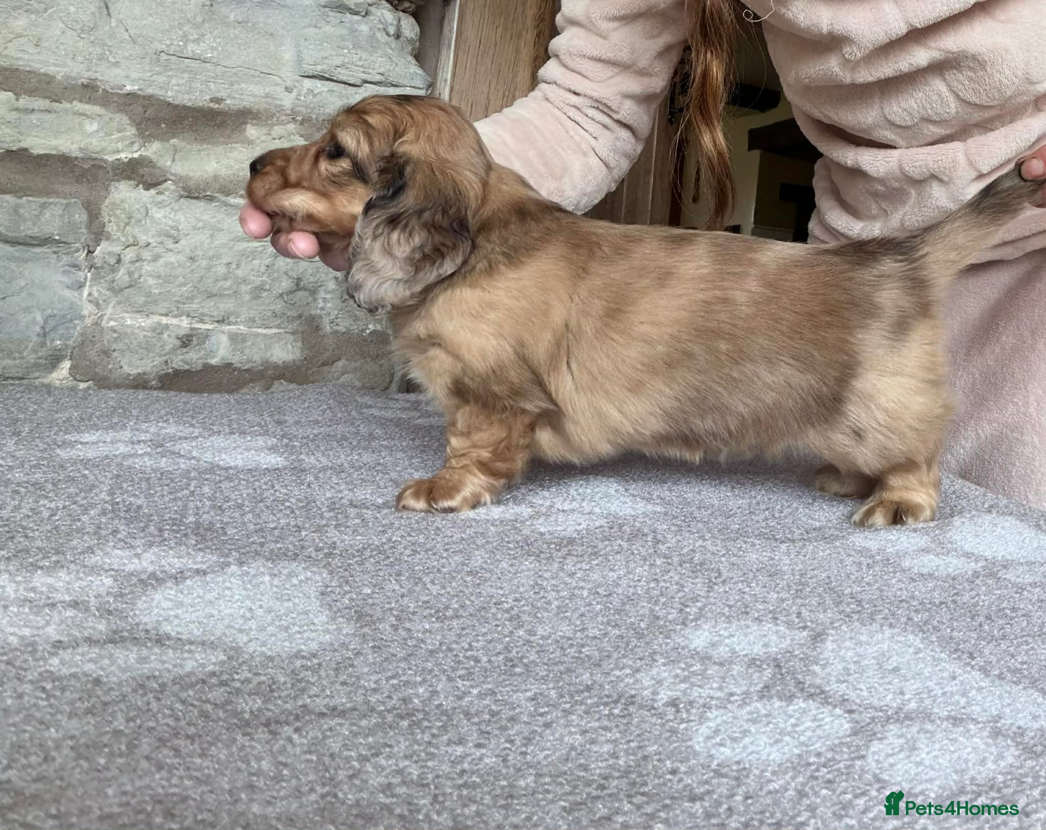 Miniature Dachshund dogs Beautiful Miniature Cream Dachshund - Advert 1