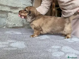 Miniature Dachshund dogs Beautiful Miniature Cream Dachshund - Advert 1