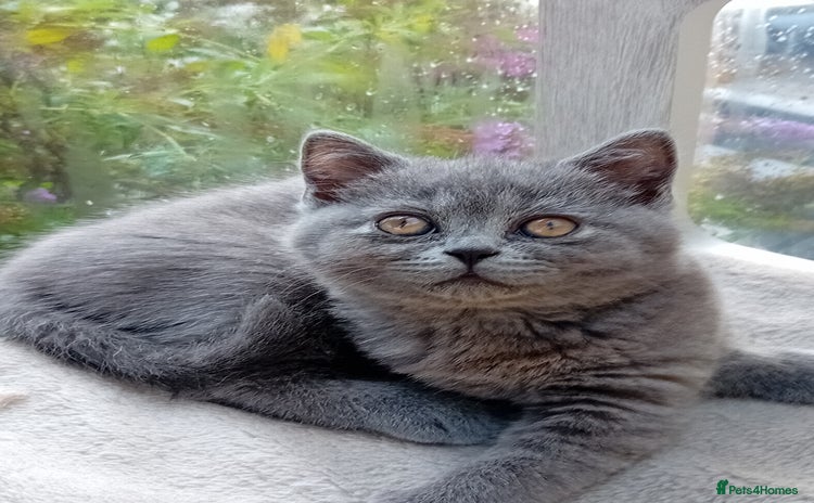 British Shorthair cats - Advert 3