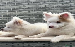 Pomsky dogs for sale: Pomsky puppies - Image 1