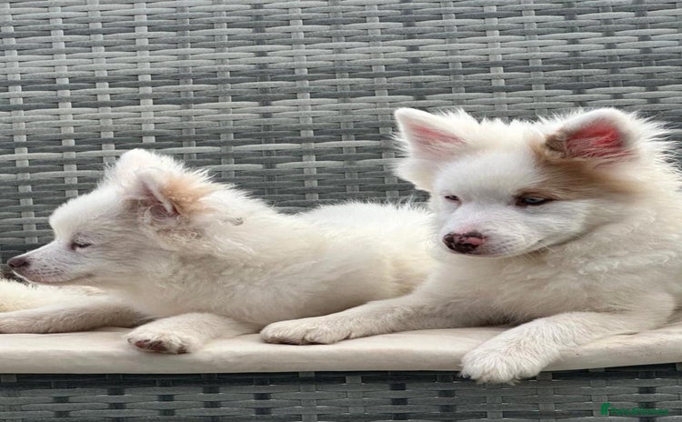 Pomsky dogs for sale - Advert 1