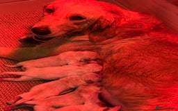 Golden Retriever dogs for sale: QUALITY KC GOLDEN RETRIEVERS  - Image 8
