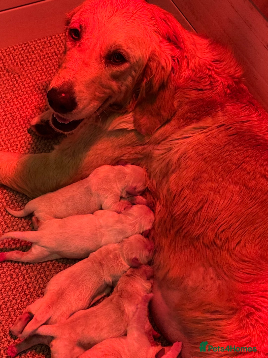 Golden Retriever dogs for sale: QUALITY KC GOLDEN RETRIEVERS  - Image 8