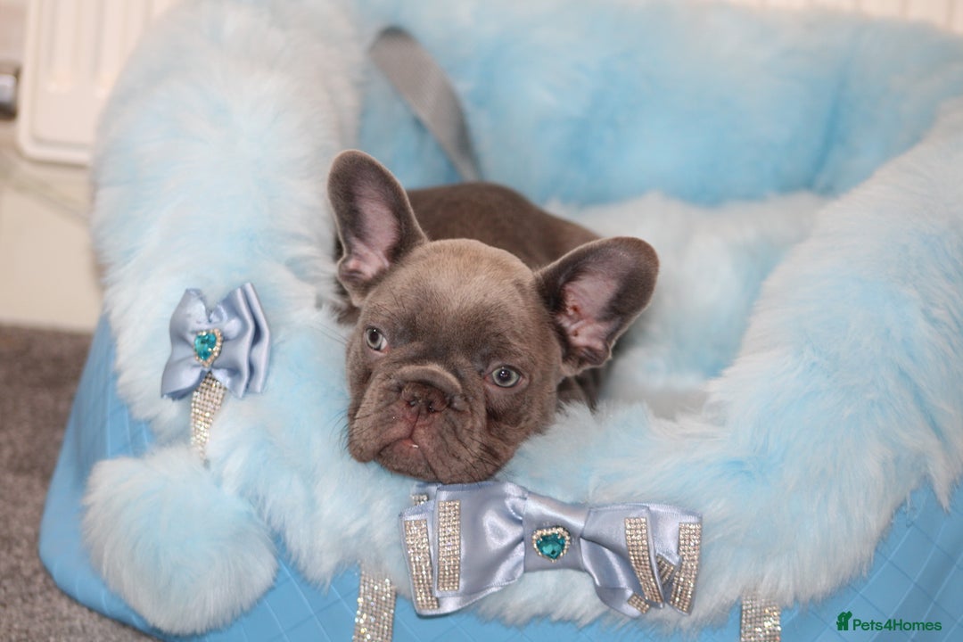 French Bulldog dogs for sale: Solid lilac French bulldog’s  - Advert 27