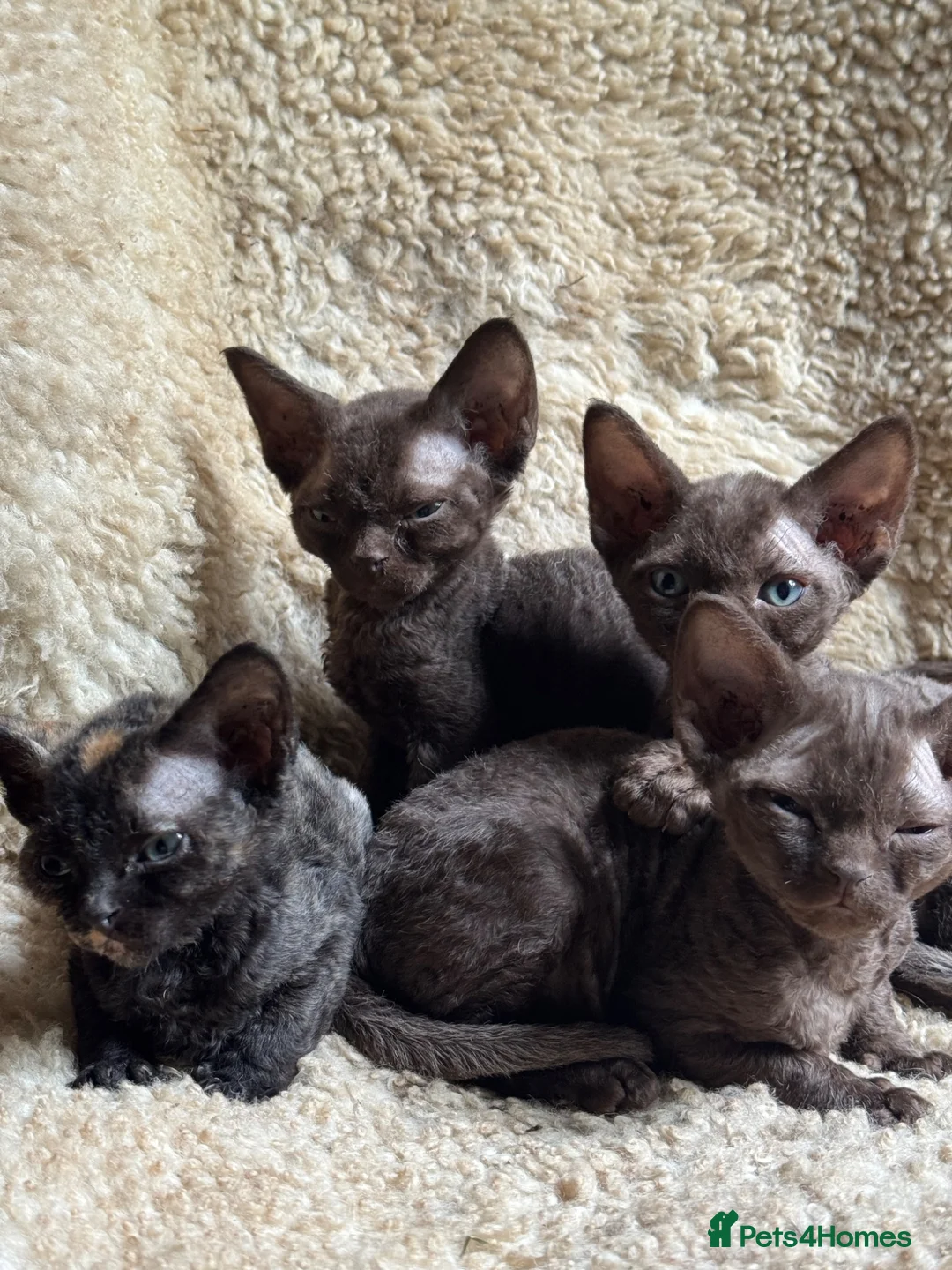 Devon Rex cats for sale:  GCCF registered  Devon Rex kittens available  in Leominster - Advert 1