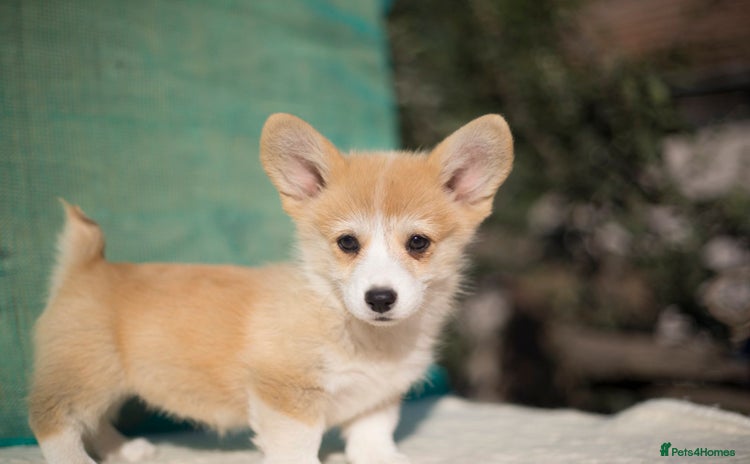 Welsh Corgi Pembroke dogs - Advert 4