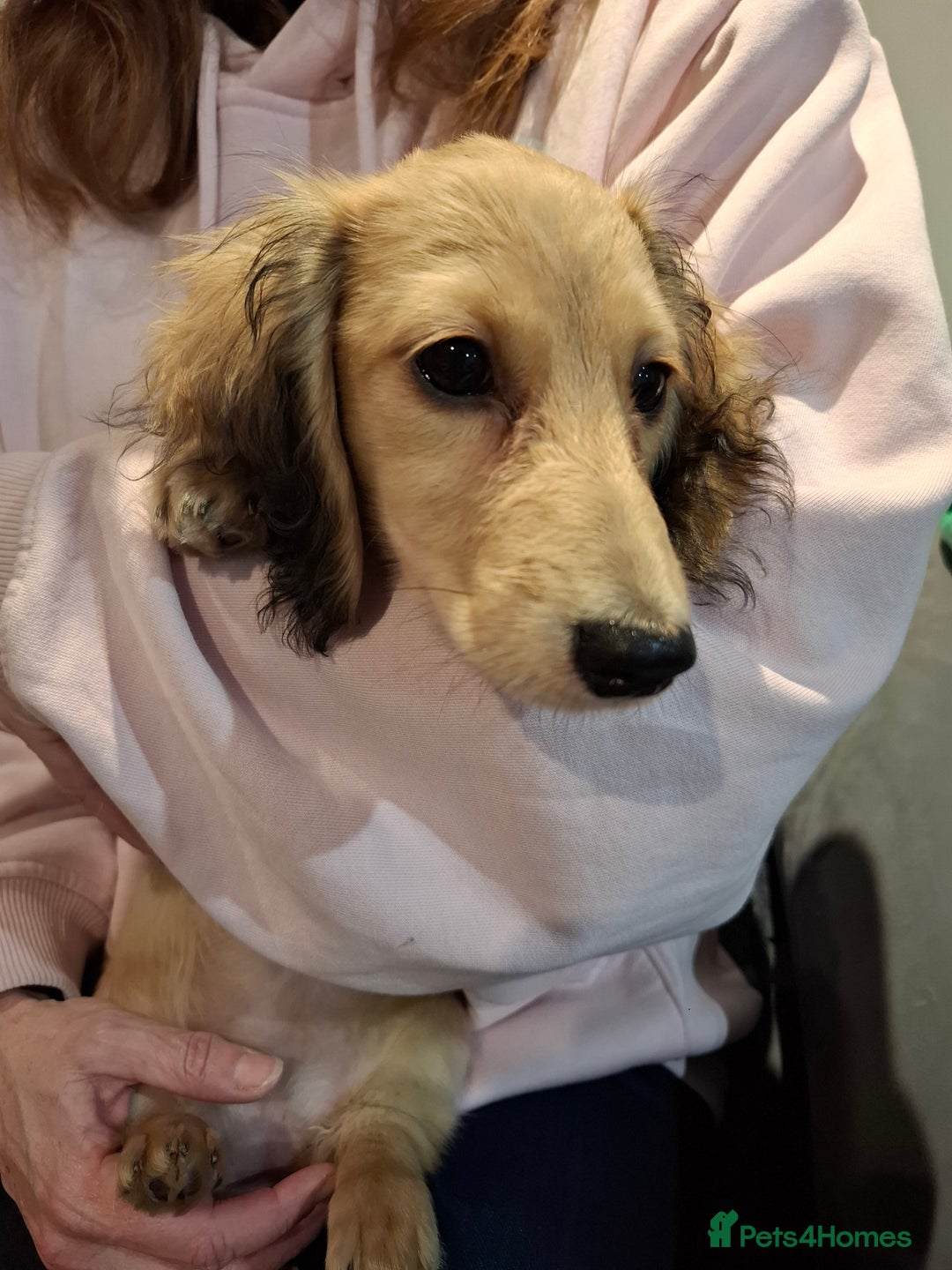 Miniature Dachshund dogs for sale: Mini Long Haired Male / Female Dachshund - Advert 10