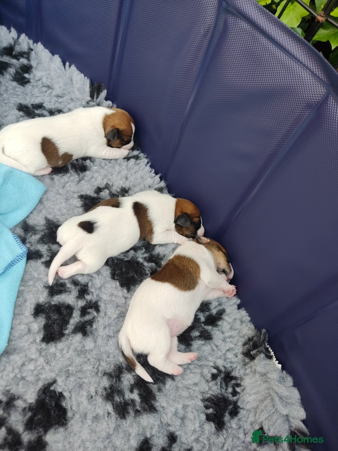 Jack Russell dogs for sale: Jack Russell puppies for sale - Image 4