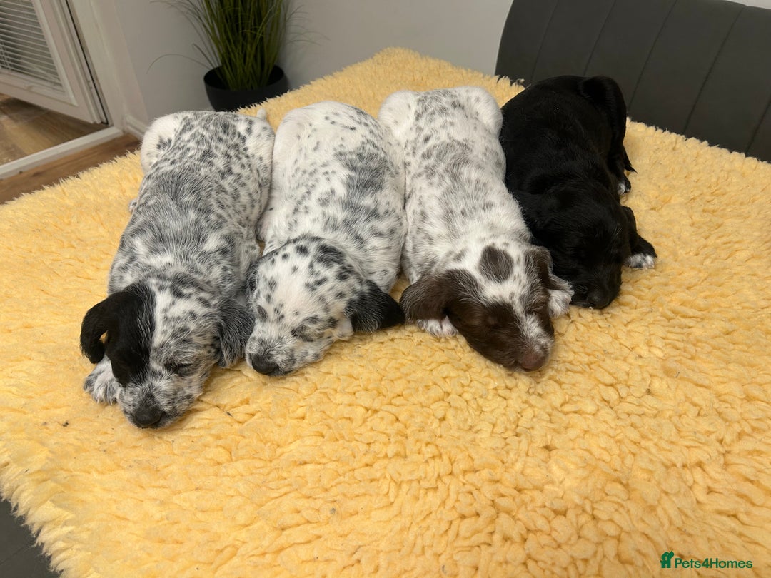 Mixed Breed dogs for sale: Rare Dalmadoodles - Image 15