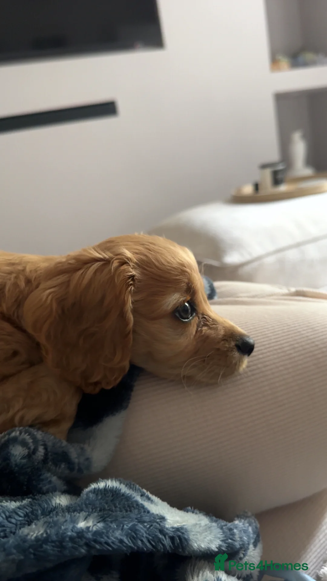 Cockapoo dogs for sale: 7 Month Old Smoothie Poo  in Glossop - Advert 14