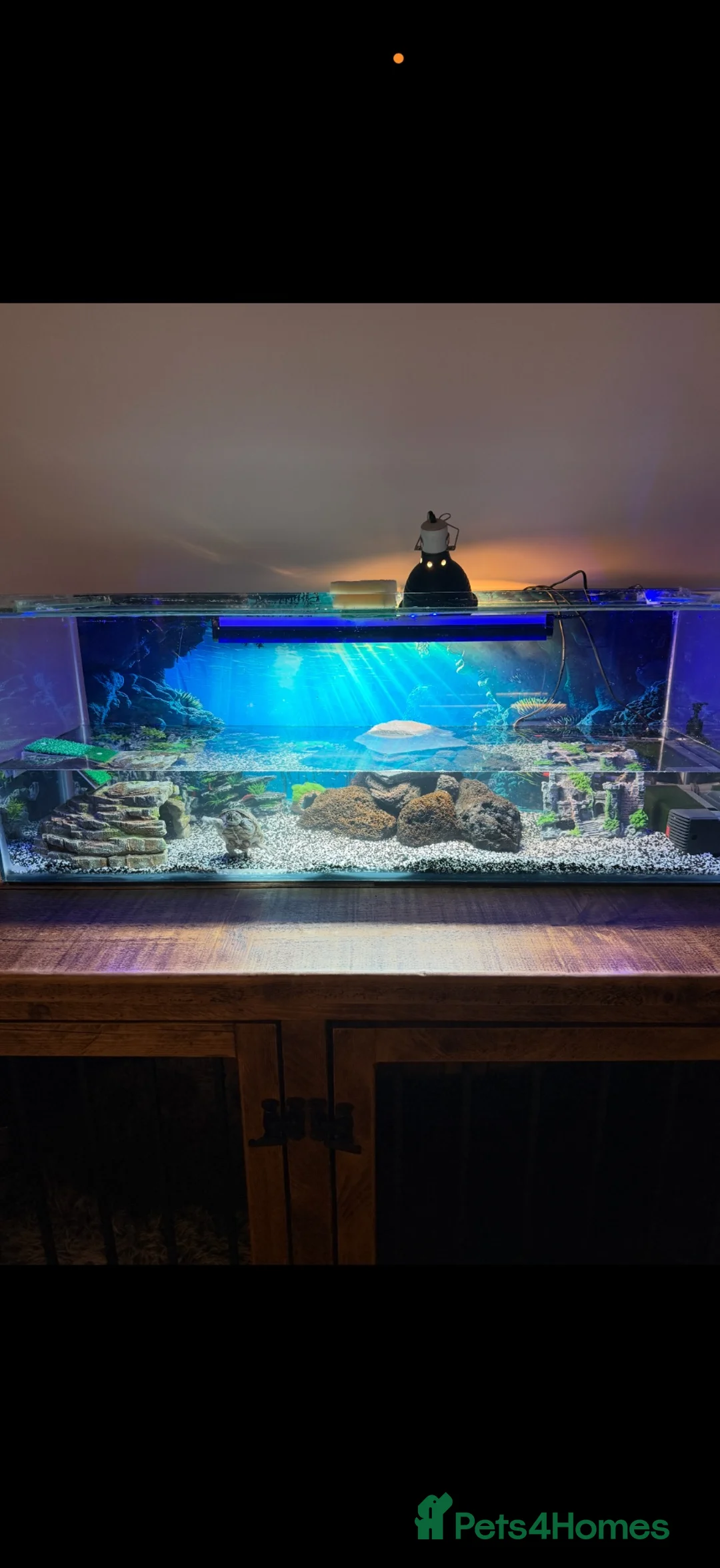 Turtle reptiles for sale: 2x musk turtles  - Advert 1