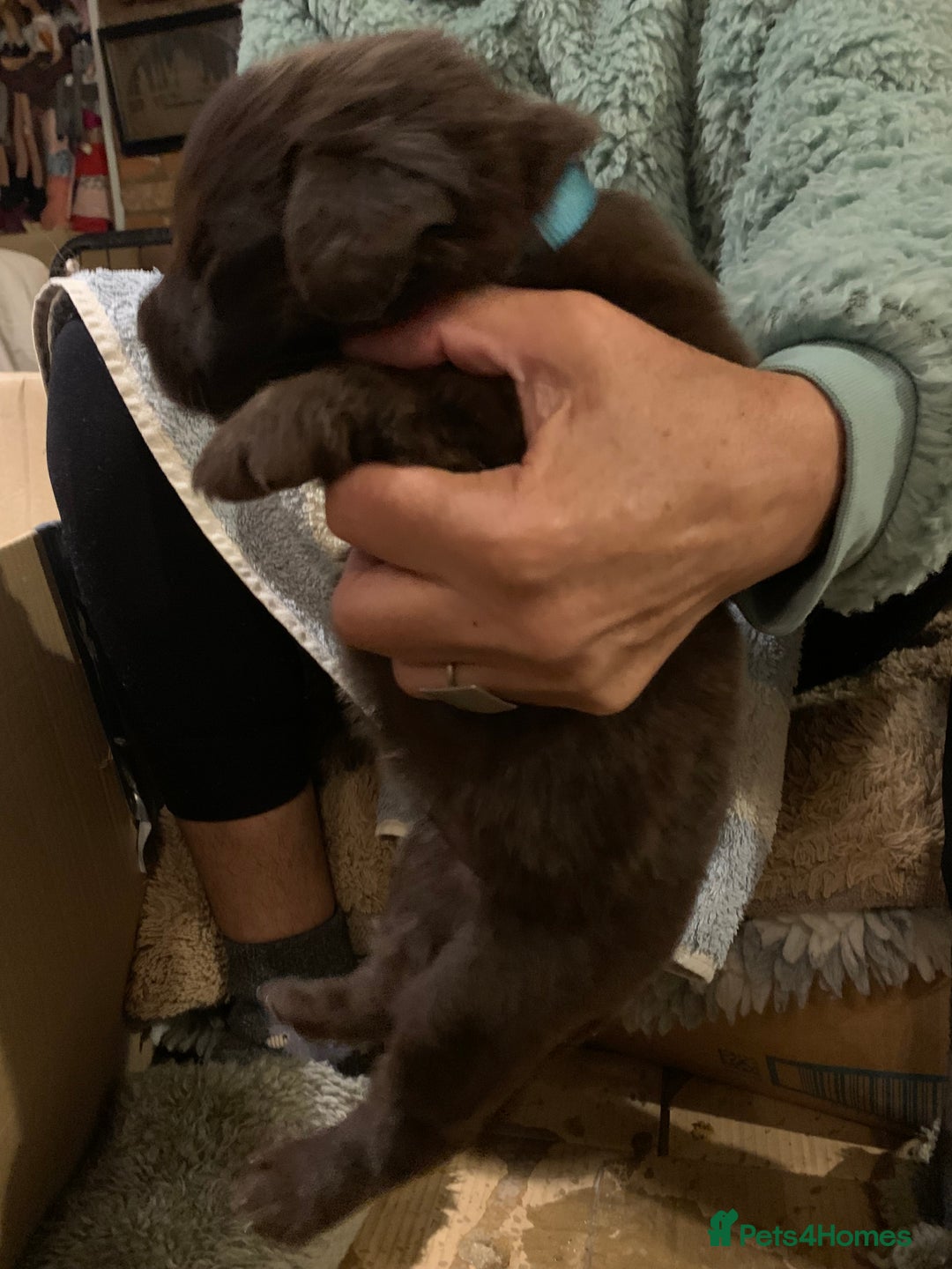 Newfoundland dogs for sale: ✨ Stunning Chocolate Newfoundland Puppies ✨ - Image 19