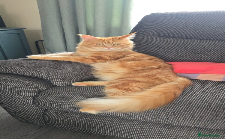 Maine Coon cats - Advert 1