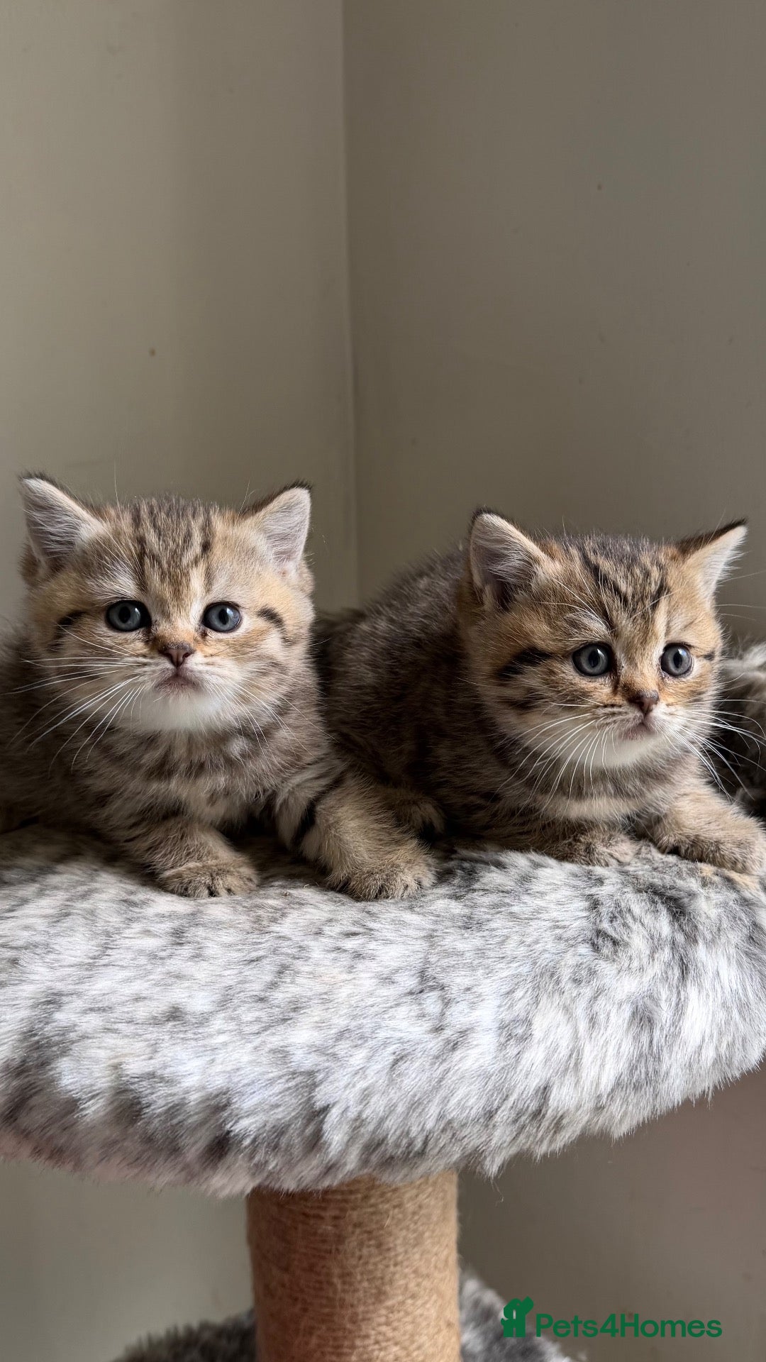 British Shorthair cats for sale: BSH Golden and colour point kittens  - Advert 1