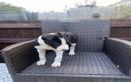 Lurcher dogs for sale: Lurcher puppies  - Image 4