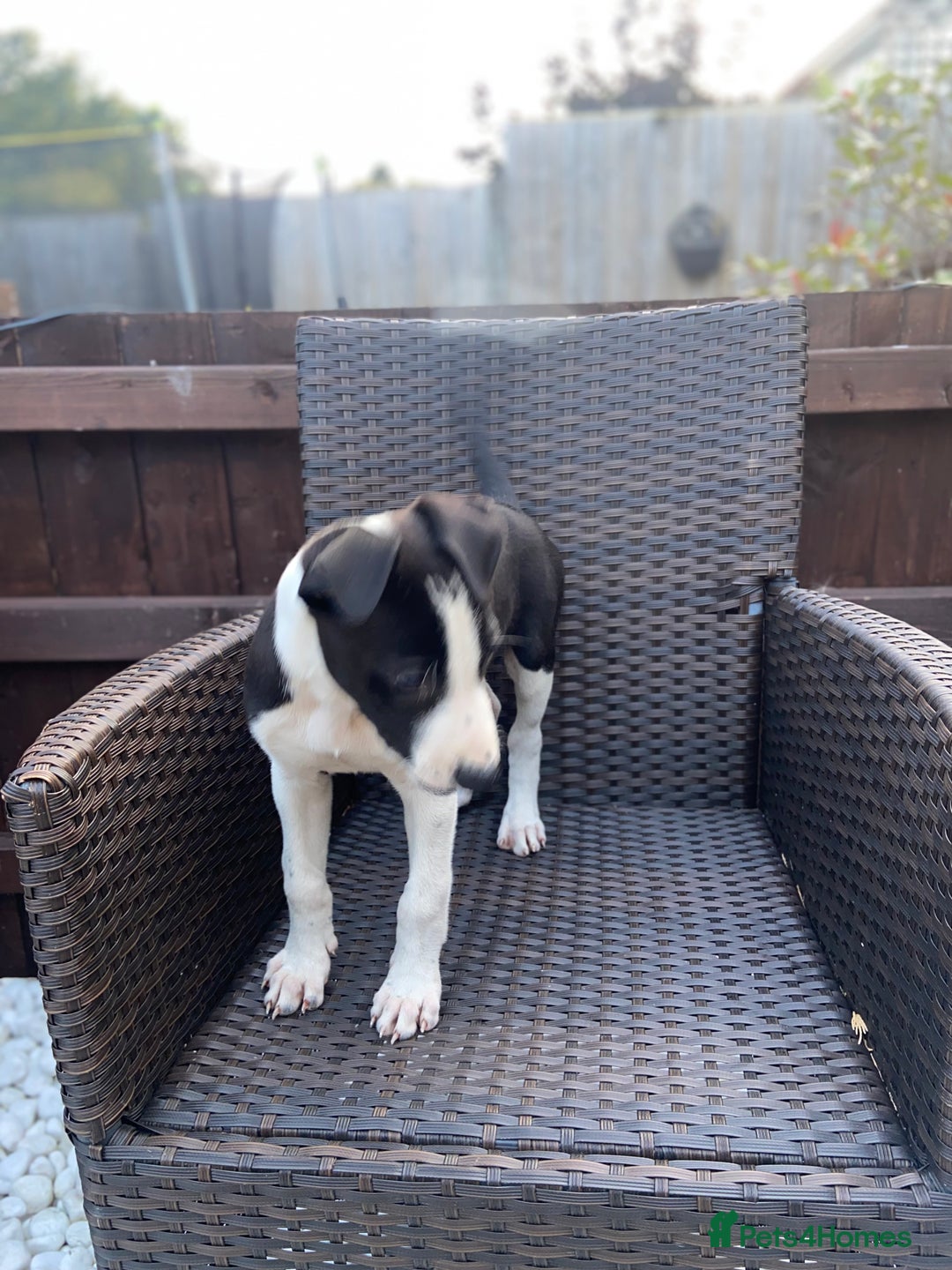 Lurcher dogs for sale: Lurcher puppies  - Image 4