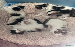 Mixed Breed cats for sale: Mixed calico litter  - Image 8