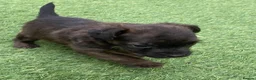 Jack Russell dogs for sale: Beautiful Jack Russell puppies  - Advert 16