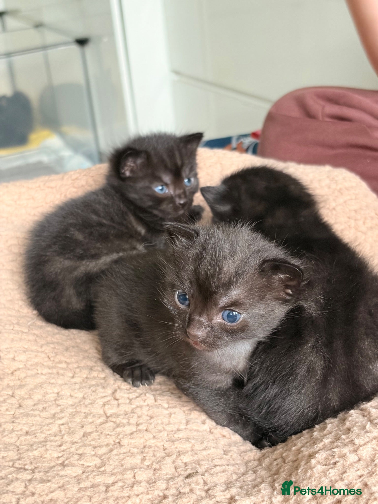 Mixed Breed cats 2 Boys 1 Girl Black/Grey Striped - Advert 3