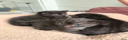 Mixed Breed cats for sale: 2 Boys 1 Girl Black/Grey Striped - Advert 1