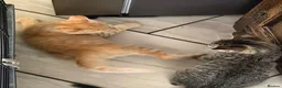 Mixed Breed cats for sale: Lovely Kittens Looking for Their Forever Homes 🐾 - Advert 11