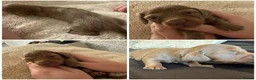 Miniature Dachshund dogs for sale: 3 Long hair mini dachshund puppies - Advert 14