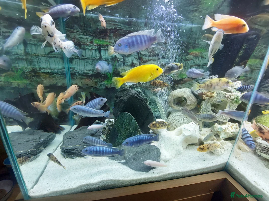 Cichlids fish for sale: African cichlids  - Advert 2