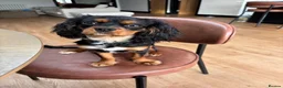Cavalier King Charles Spaniel dogs for sale: Yafa to find his forever home x in Shoreham-by-Sea - Advert 5