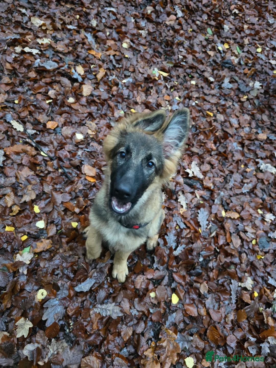 German Shepherd dogs for sale: Female German Shepherd for sale - Advert 2