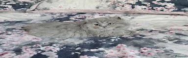 British Shorthair Kitten 1