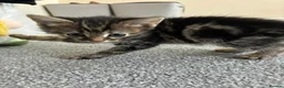 Mixed Breed cats for sale: Tabby kittens - Advert 10