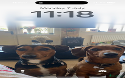 Miniature Dachshund dogs for sale: Dachshund x Jack Russell puppies (Jackshund) - Image 27