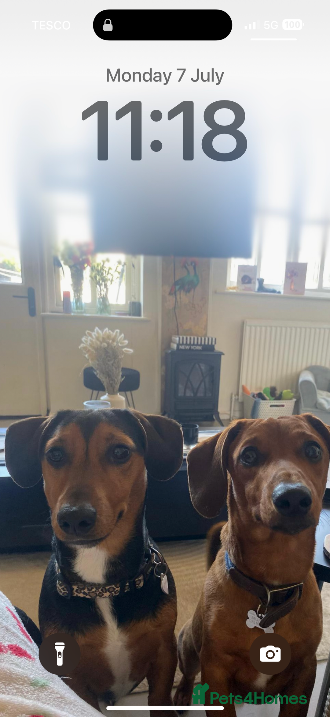 Miniature Dachshund dogs for sale: Dachshund x Jack Russell puppies (Jackshund) - Image 27