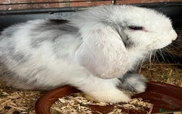 Mini Lop rabbits for sale: Mini Lop Baby Boys - Image 21