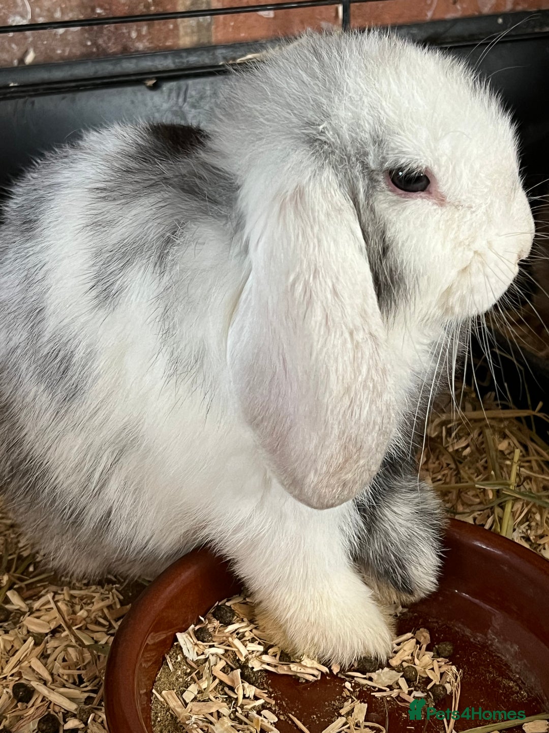 Mini Lop rabbits for sale: Mini Lop Baby Boys - Image 21