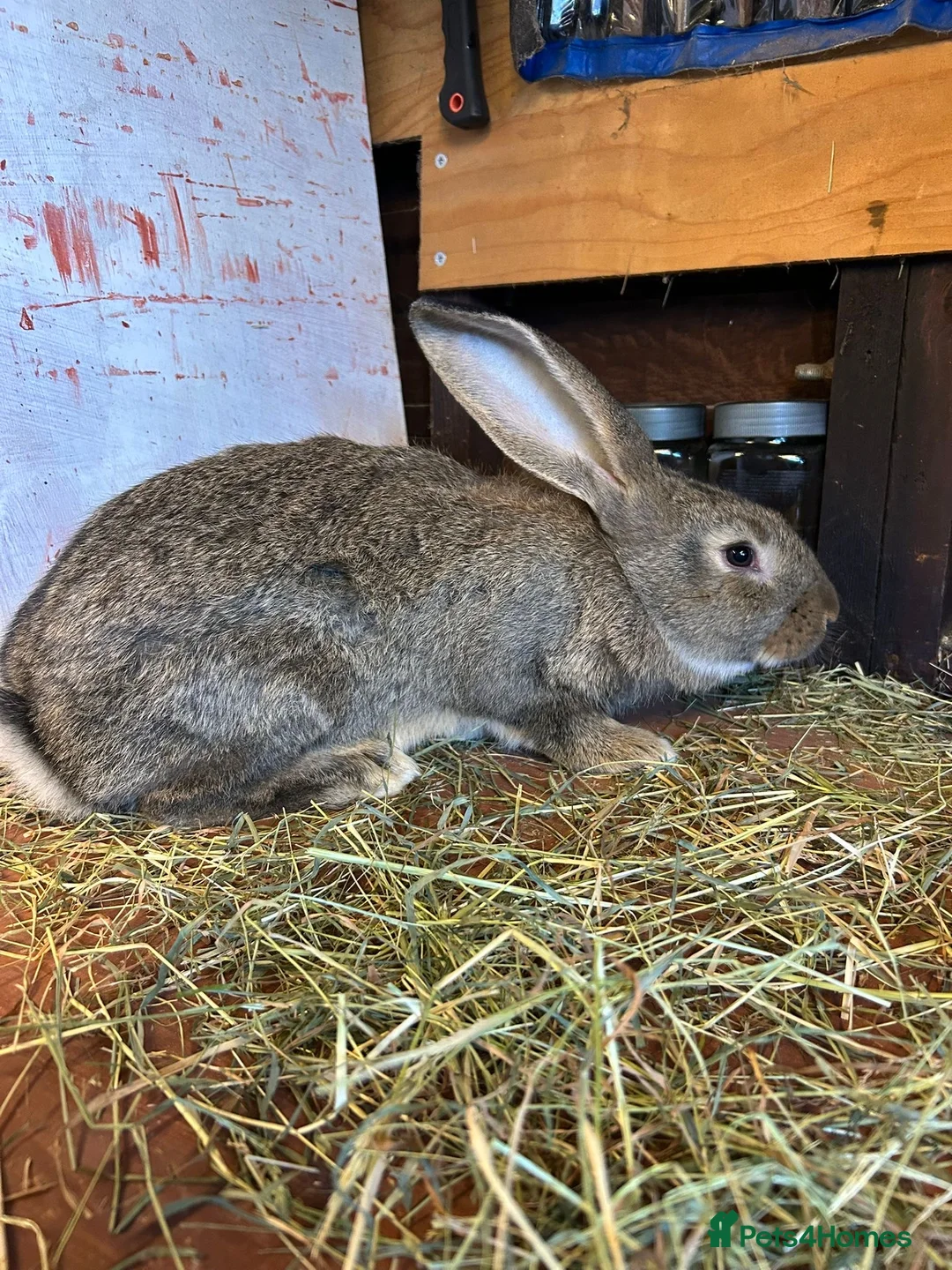 Mixed Breed rabbits for sale: Continental Giant baby bunnie in Wallingford - Advert 11