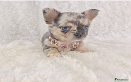 Chihuahua dogs for sale: Chihuahua X French Bulldog Puppies  - Image 15
