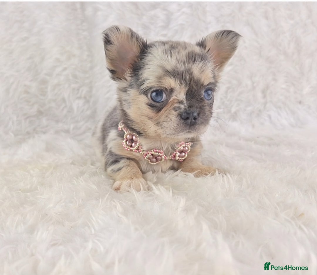 Chihuahua dogs for sale: Chihuahua X French Bulldog Puppies  - Image 15