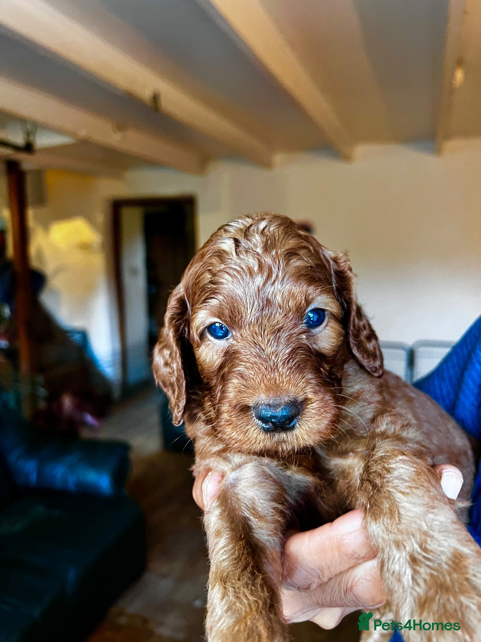 Irish Doodle dogs for sale: Doodles Miniature Poodle cross Irish Red Setter,  - Advert 1