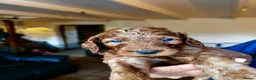 Irish Doodle dogs for sale: Doodles Miniature Poodle cross Irish Red Setter,  - Advert 4