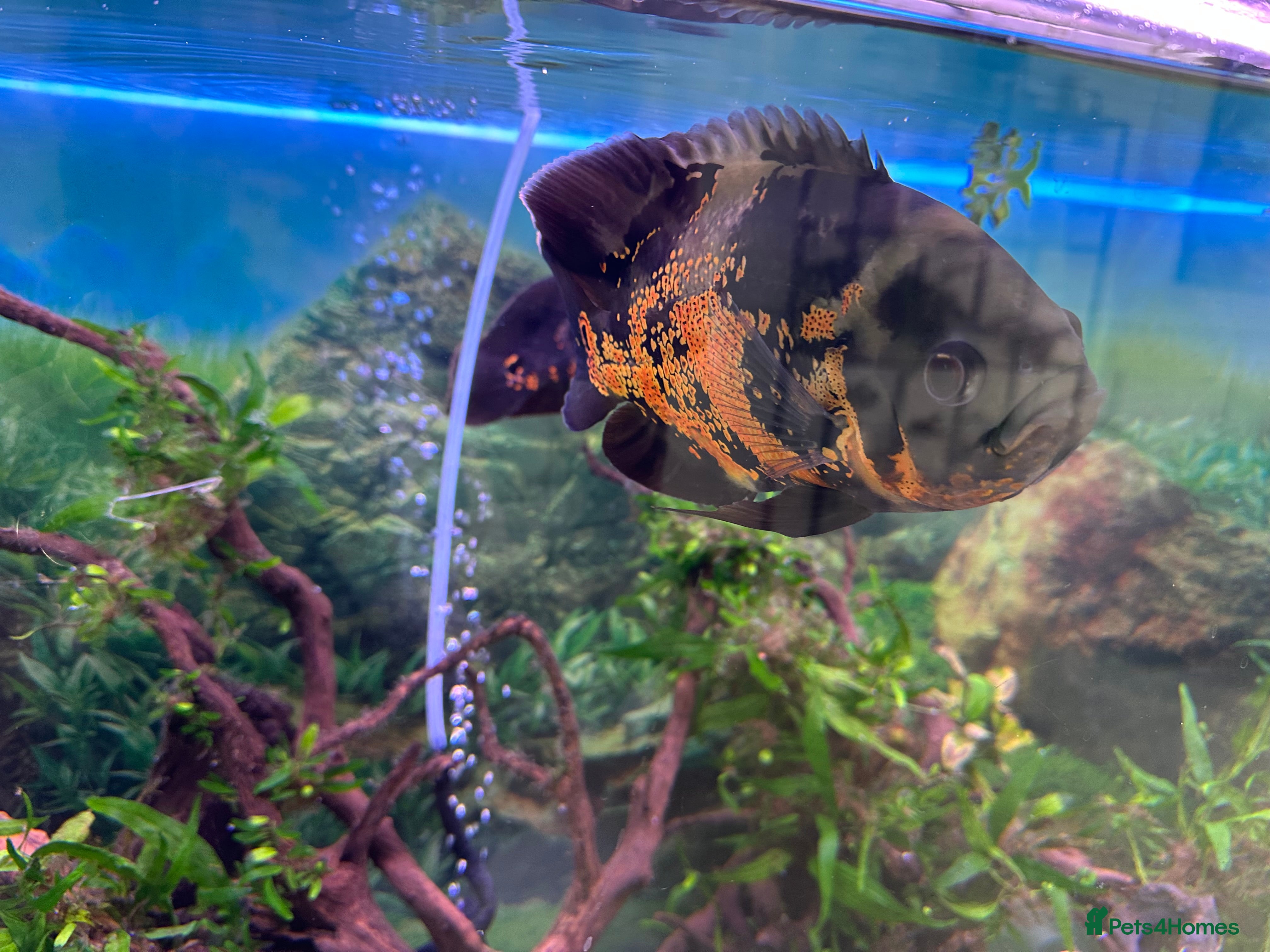 Cichlids fish Two large Oscar’s  - Advert 10