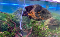 Cichlids fish for sale: Two large Oscar’s  - Image 1