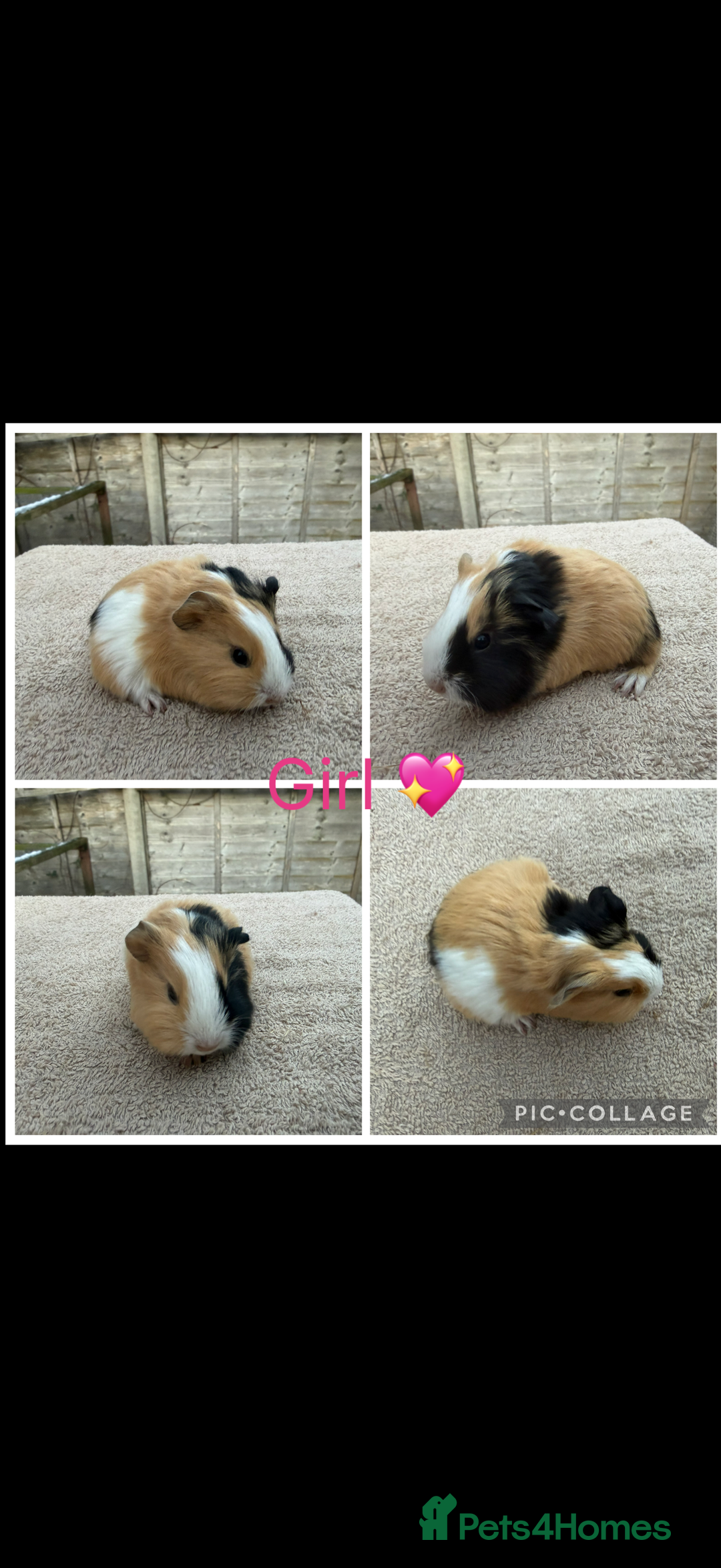 Guinea Pig rodents for sale: Male & Female Guinea pigs 👀 for new laps 🥰 - Advert 13