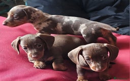 Miniature Dachshund dogs for sale: Stunning litter of miniature daschounds  - Image 8