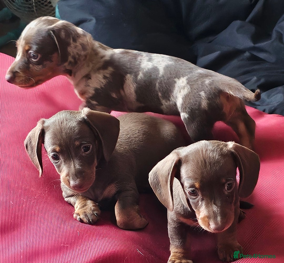 Miniature Dachshund dogs for sale: Stunning litter of miniature daschounds  - Image 8