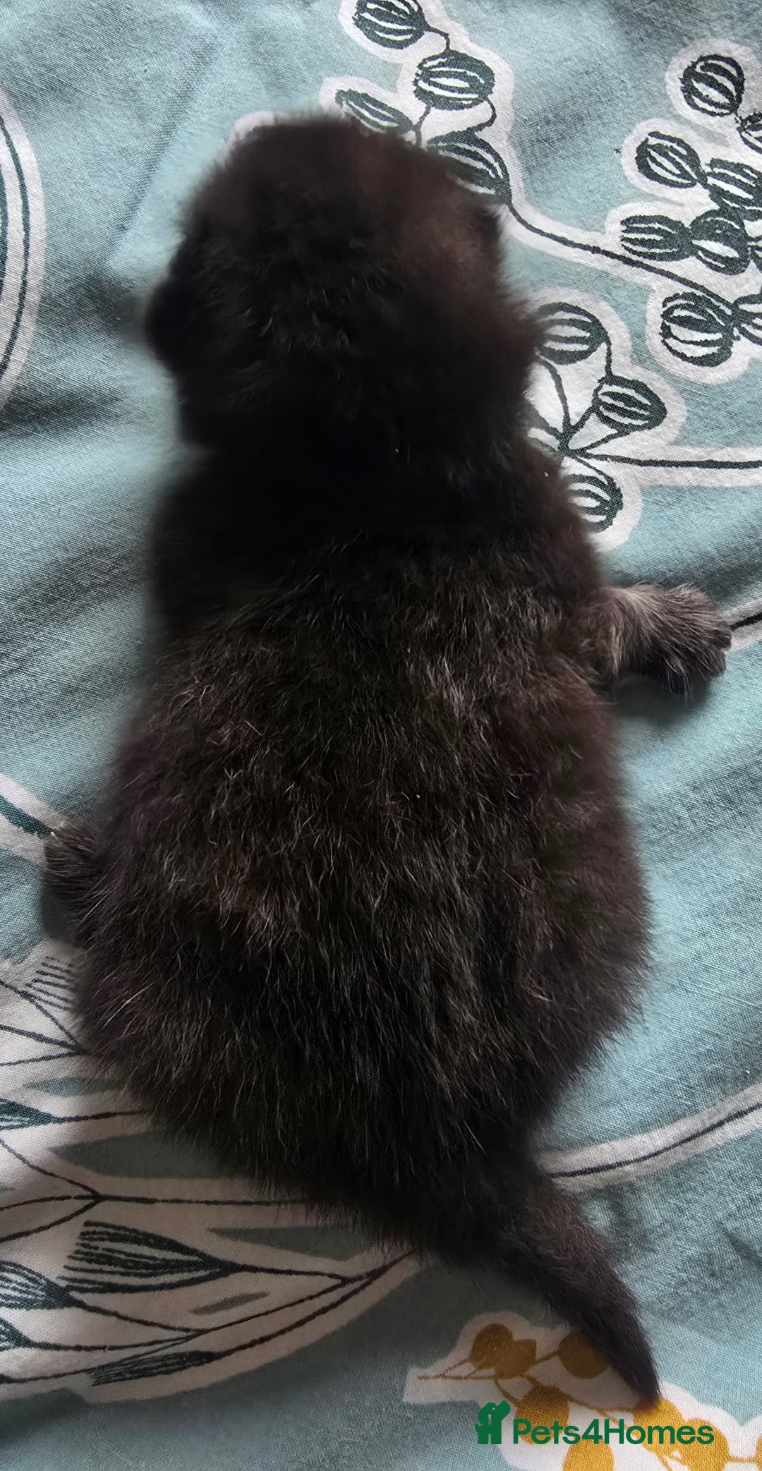 British Shorthair cats for sale: ONE GIRL LEFT TICA REGISTERED BRITISH SHORTHAIR - Advert 20