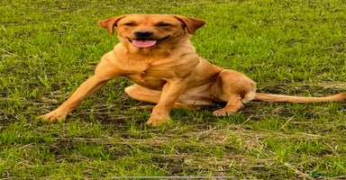 Labrador Retriever dogs - Advert 7