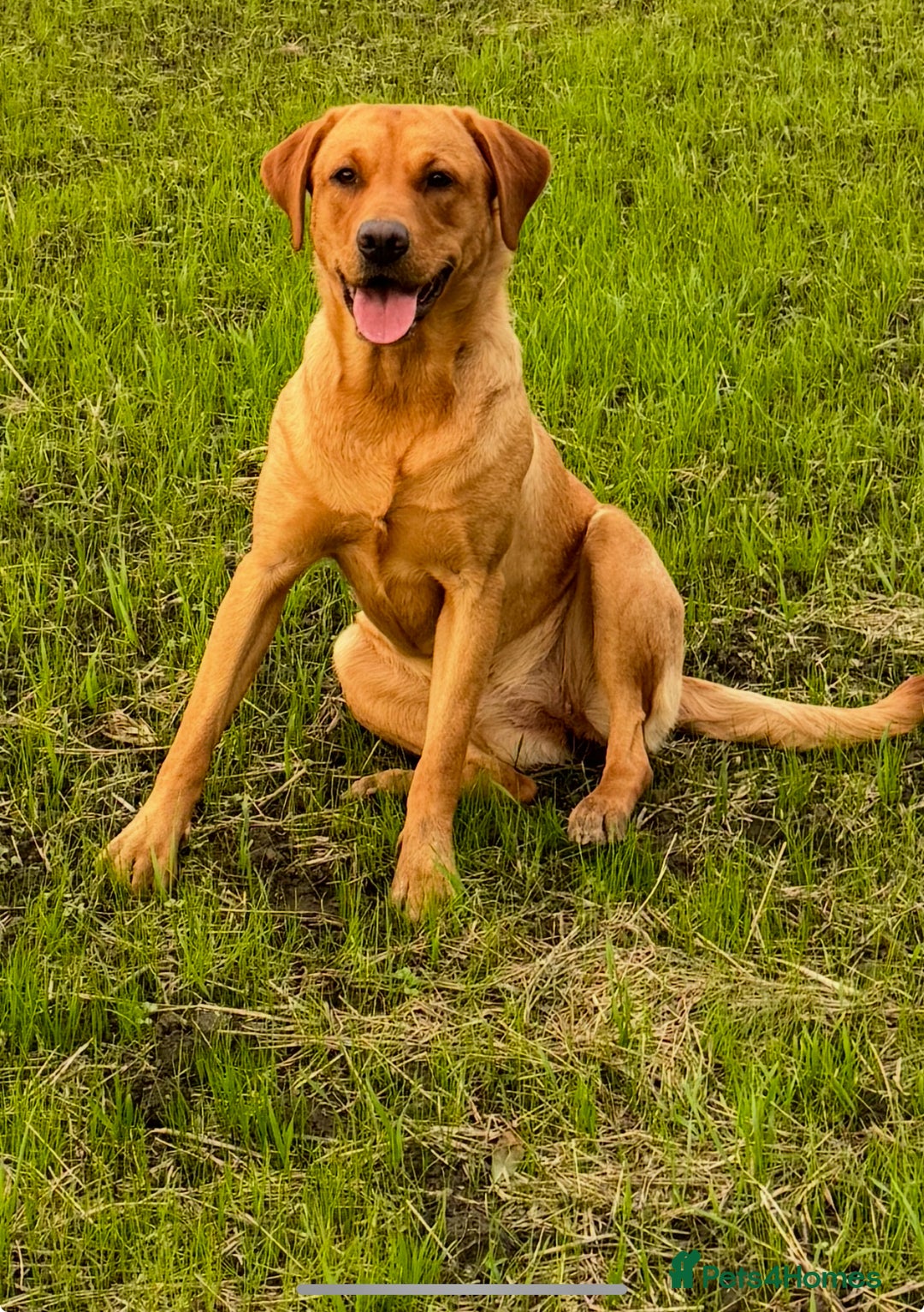Labrador Retriever dogs for sale: Red Fox Labrador Puppies  - Image 22